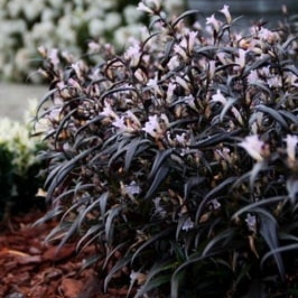 Strobilanthes anispohyllus Brunetthy (1)(1)