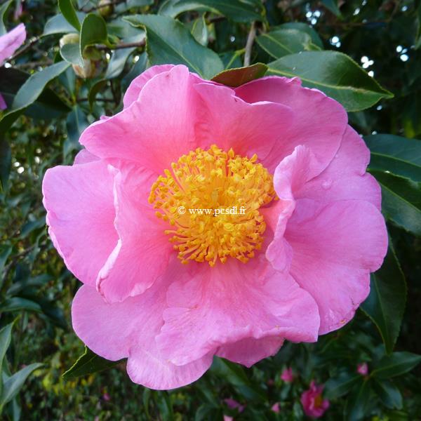 Camellia x sasanqua Dream Girl (1)