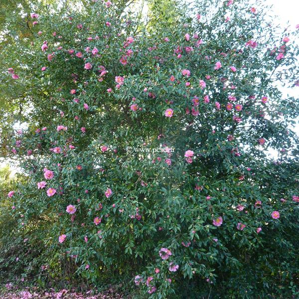 Camellia x sasanqua Dream Girl (3)