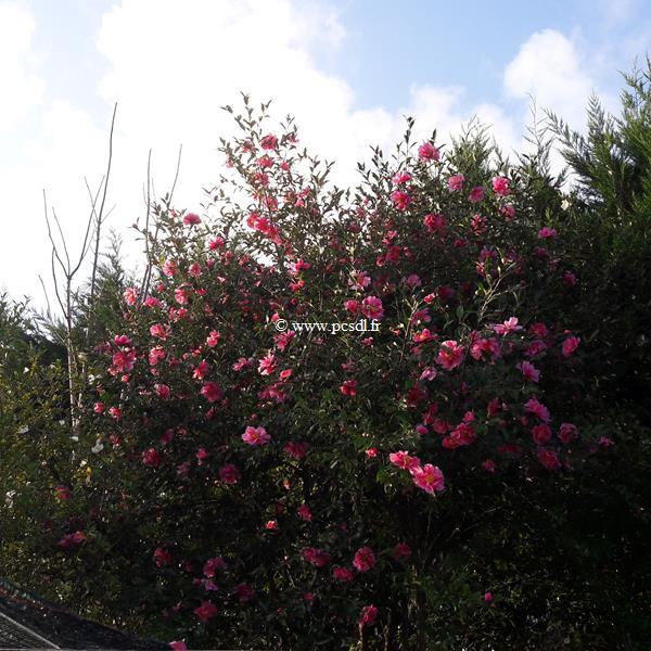 Camellia x sasanqua Dream Girl (6)