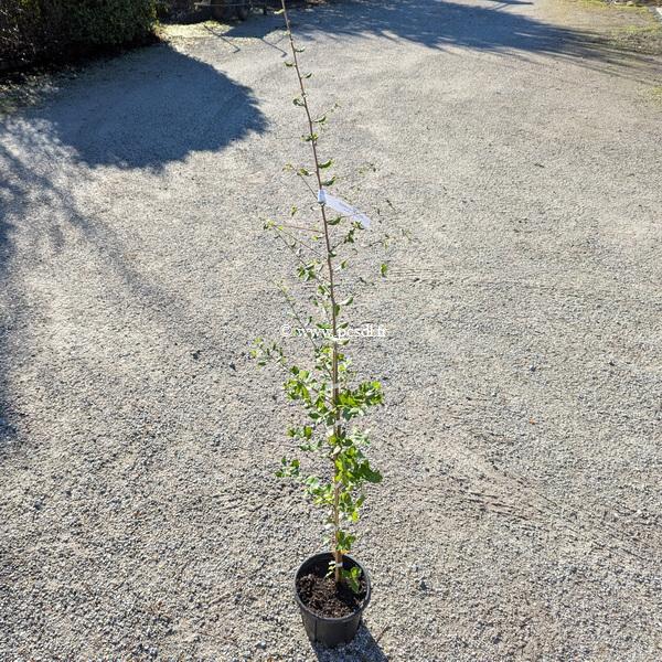 Quercus suber C2L