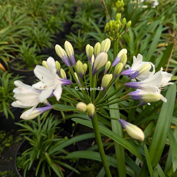 Agapanthus Ever Sparkle (1)