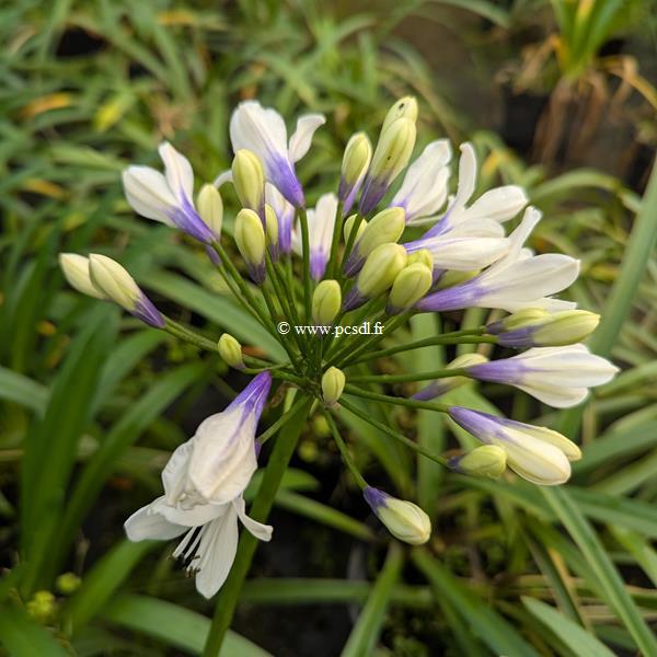 Agapanthus Ever Sparkle (2)