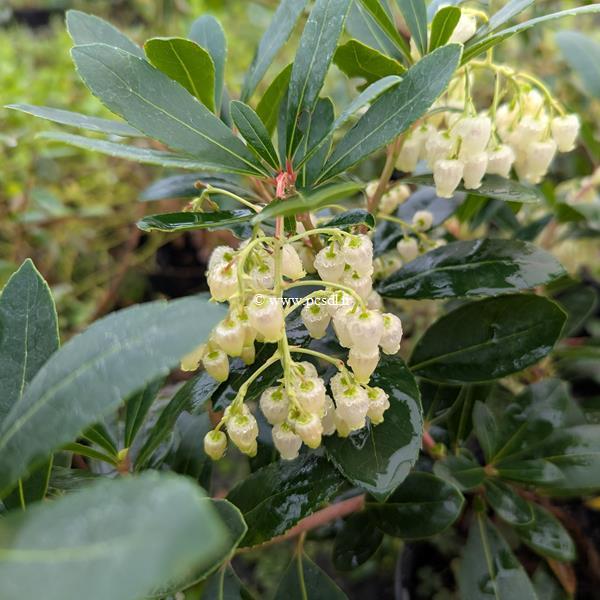 Arbutus unedo Mustefa (1)