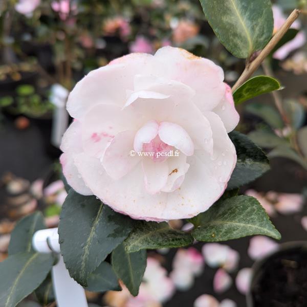 Camellia sasanqua Hime Botan (1)