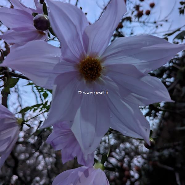 Dahlia imperialis (1)
