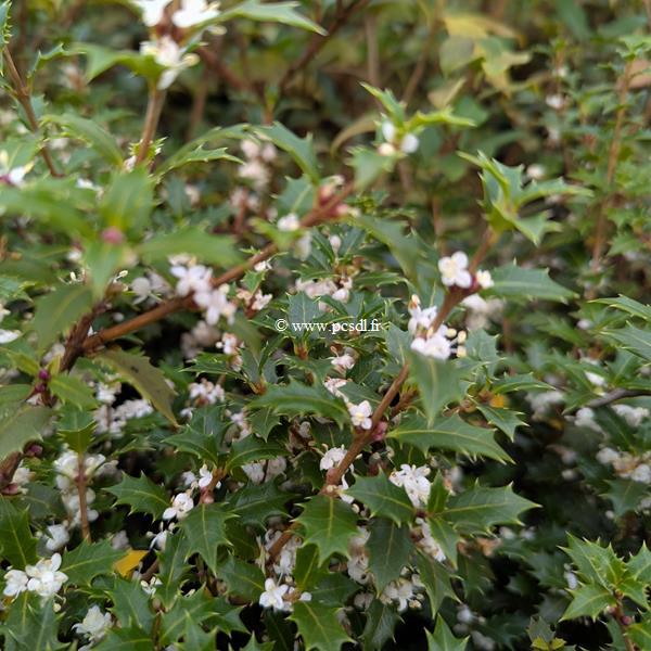 Osmanthus heterophyllus Perfumed Princess (2)