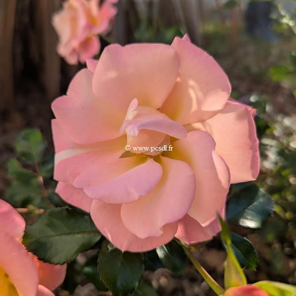 Rosa Cubana (1)