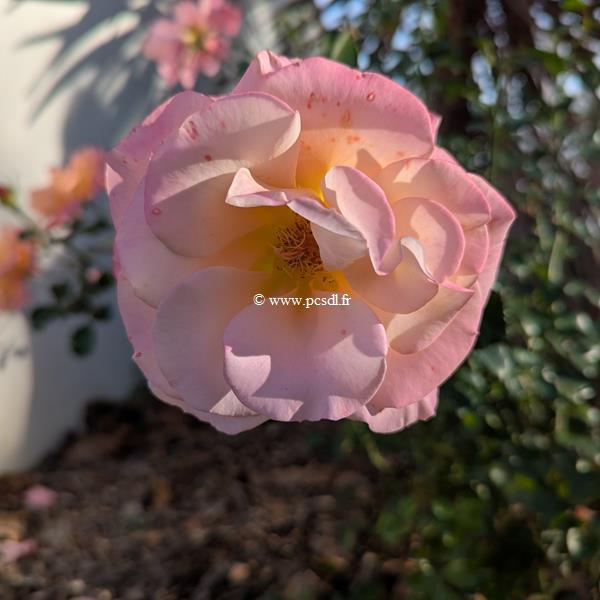 Rosa Cubana (2)