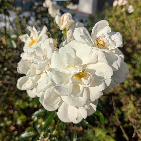 Rosa Innocencia