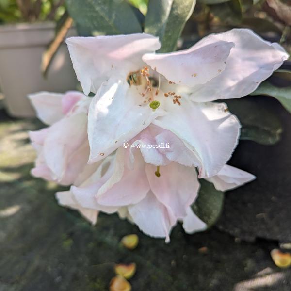 Rhododendron Lombok (2)