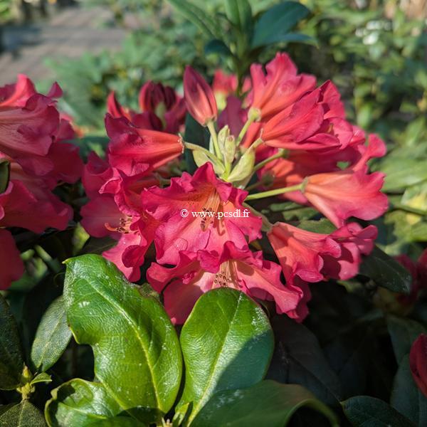 Rhododendron dichroanthum scyphocalix