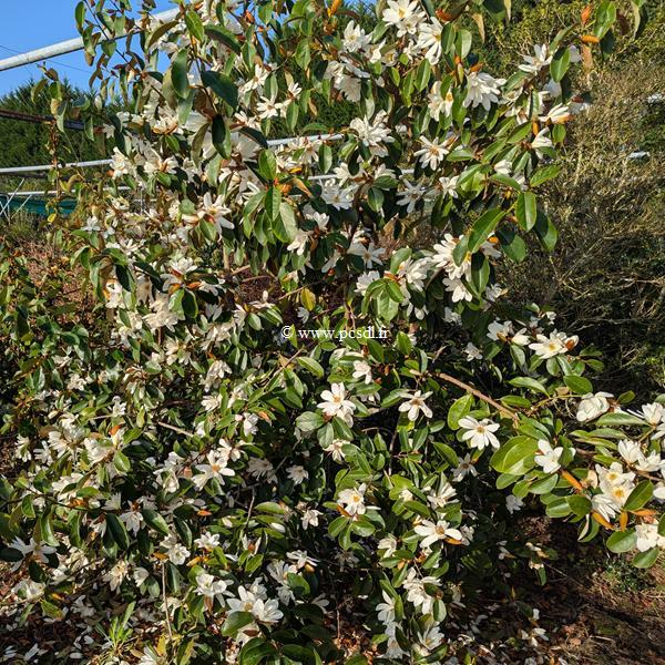 Magnolia Fairy White