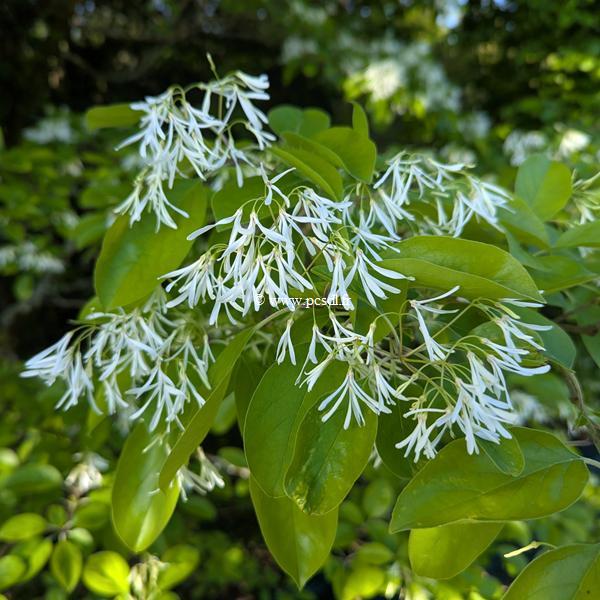 Chionanthus retusus (1)