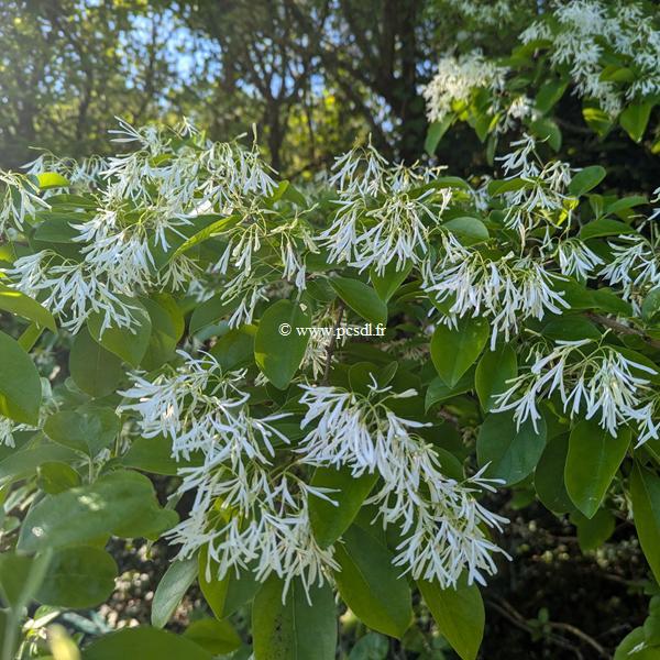 Chionanthus retusus (2)