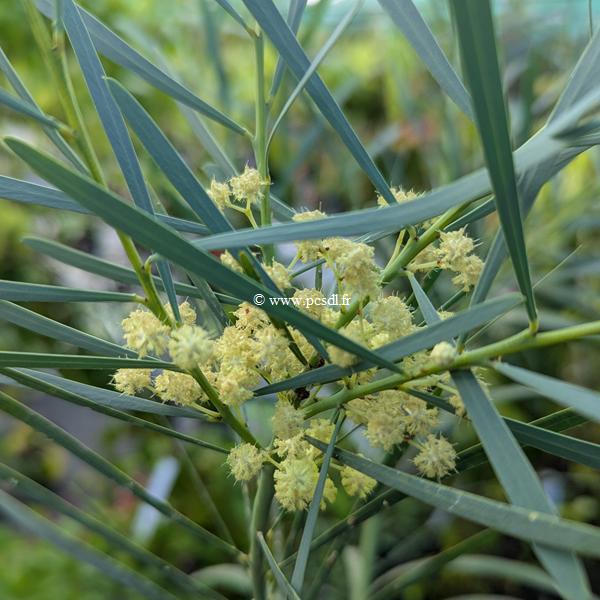 Acacia retinoides