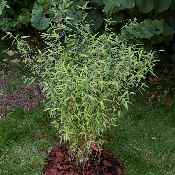 Fargesia nitida Red Dragon