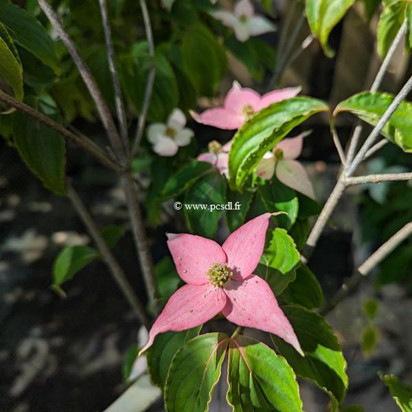 Cornus kousa Beni Fuji (1)