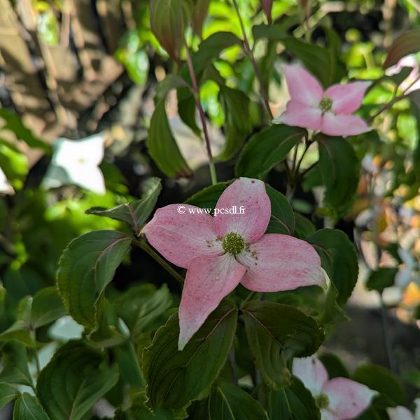 Cornus kousa Beni Fuji (2)