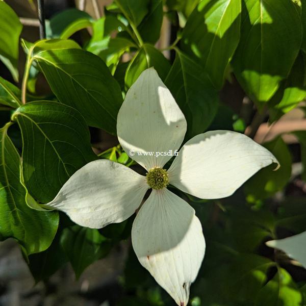 Cornus kousa Blue Shadow (3)