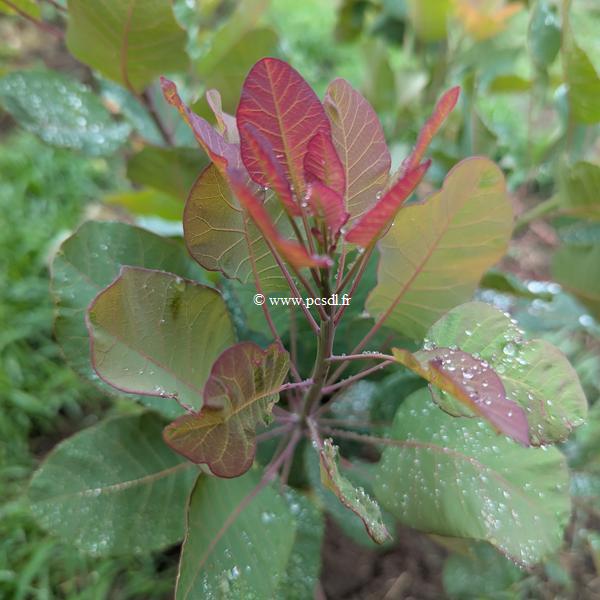 Cotinus coggygria Old Fashioned (2)