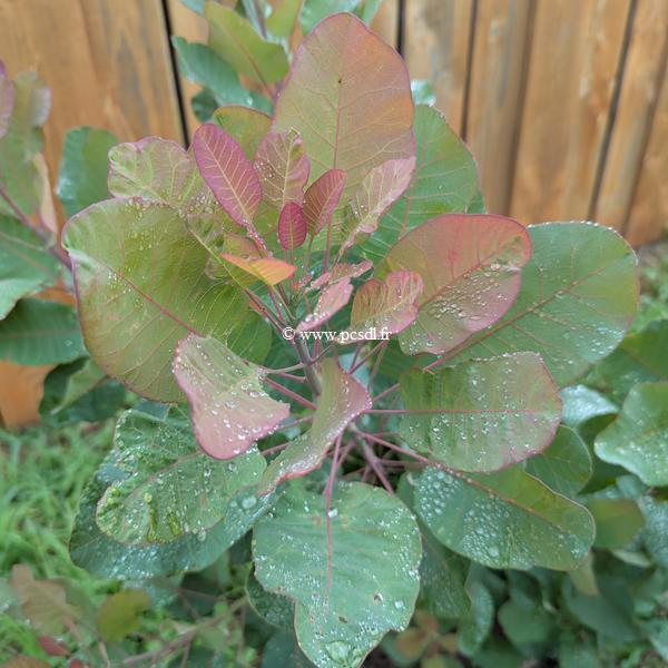 Cotinus coggygria Old Fashioned (1)