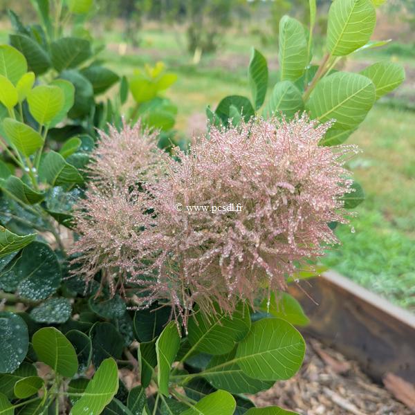 Cotinus coggygria Smokey Joe (1)