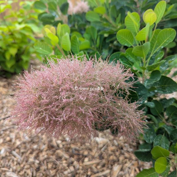 Cotinus coggygria Smokey Joe (2)