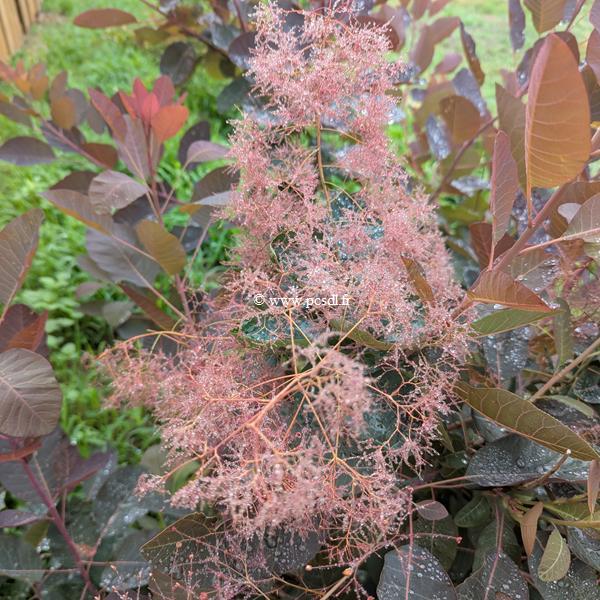Cotinus Ruby Glow (1)
