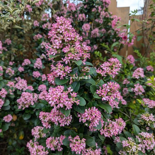 Escallonia Pink Elle (1)