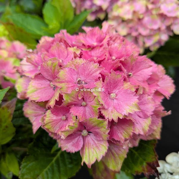 Hydrangea macrophylla Candy Lips Purple