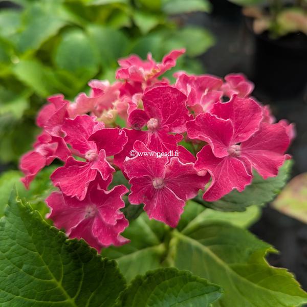Hydrangea macrophylla Curly Sparkle