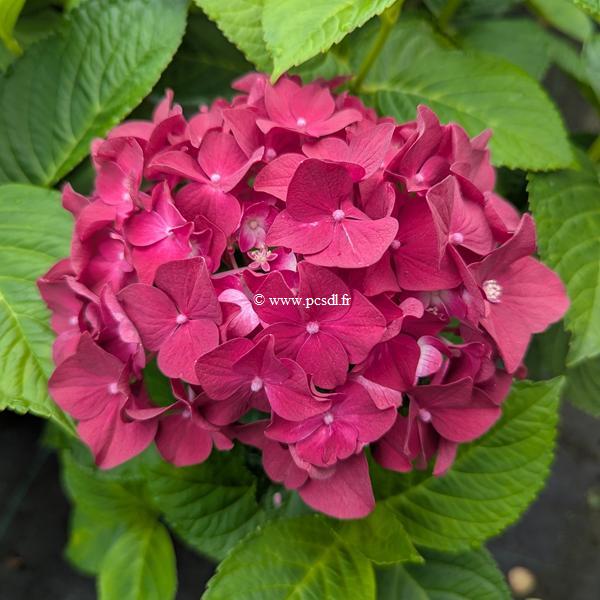 Hydrangea macrophylla Deep Purple Dance (1)
