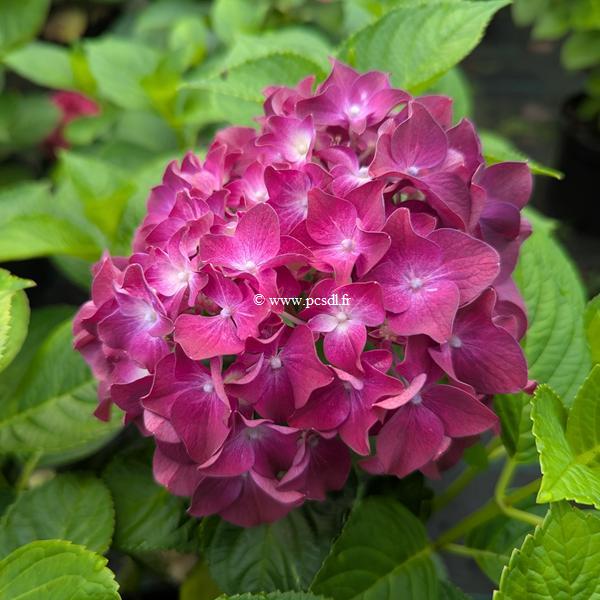 Hydrangea macrophylla Deep Purple Dance (2)