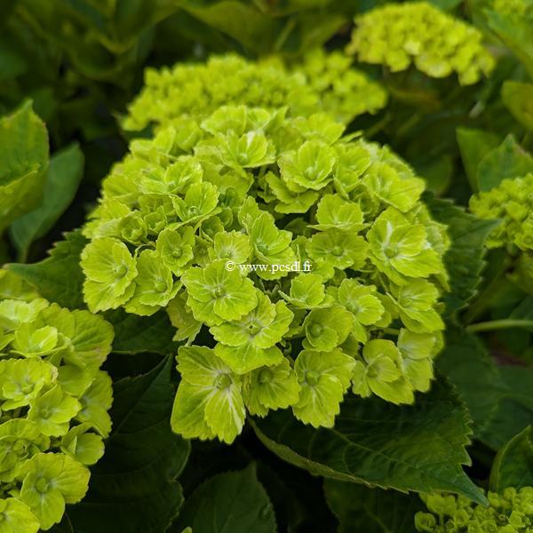 Hydrangea macrophylla EverBelles Green
