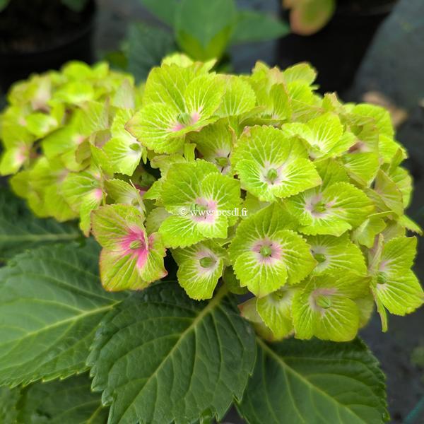 Hydrangea macrophylla Green Delight (1)