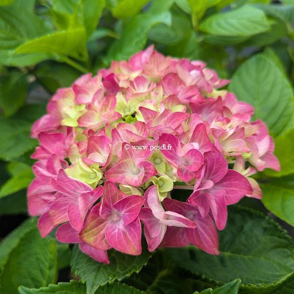 Hydrangea macrophylla Rosso Glory (1)