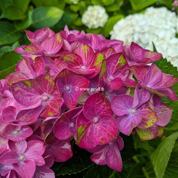 Hydrangea macrophylla Rosso Glory