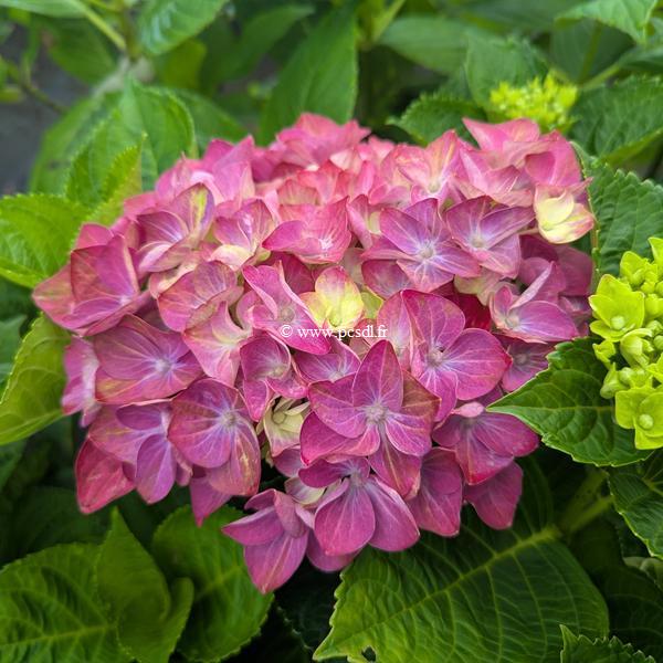 Hydrangea macrophylla Rosso Glory (2)