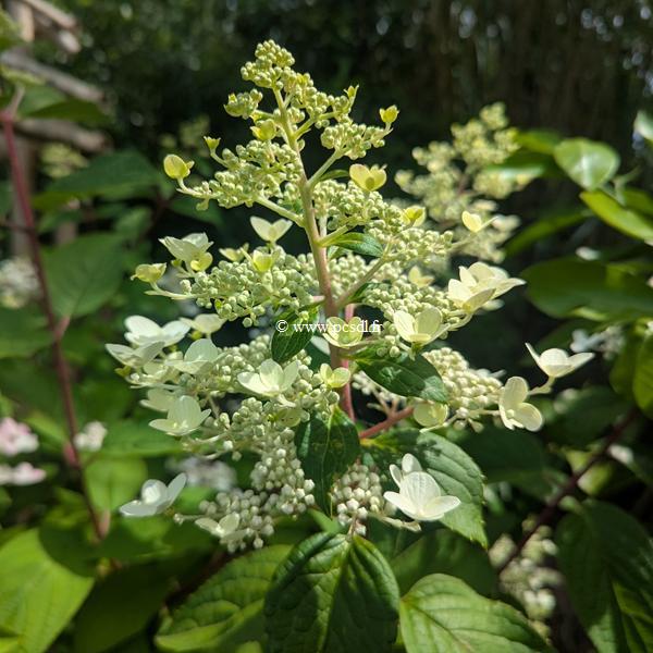 Hydrangea paniculata Wims red (1)