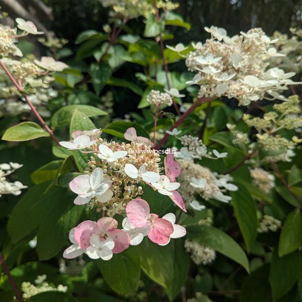 Hydrangea paniculata Wims red (3)