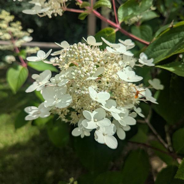 Hydrangea paniculata Wims red (2)