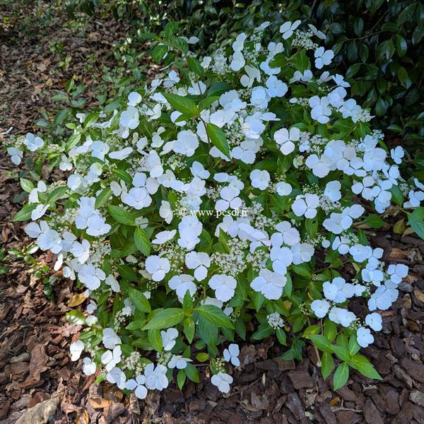 Hydrangea Runaway Bride