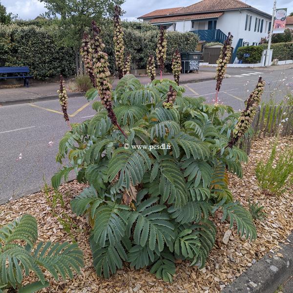 Melianthus major