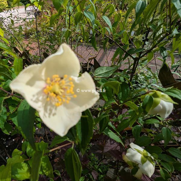 Philadelphus mexicanus (2)-topaz