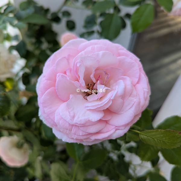 Rosa clg Pierre de Ronsard