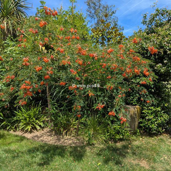 Sesbania punicea