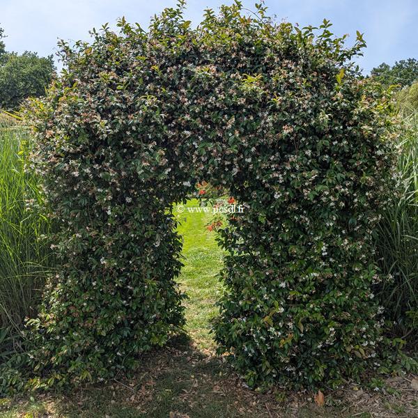 Trachelospermum jasminoides