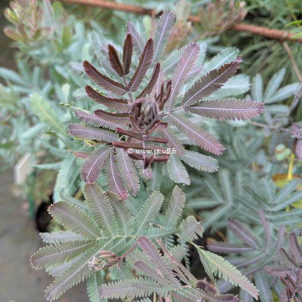 Acacia baileyana Purpurea