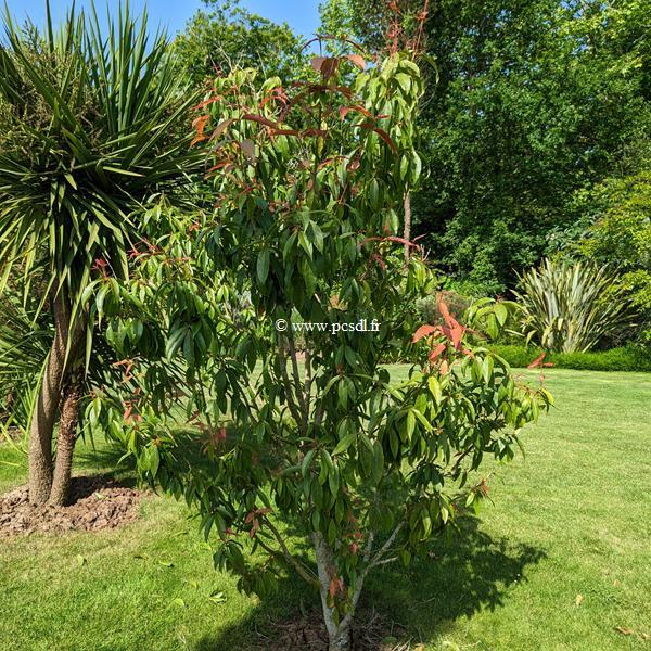 Acer laevigatum